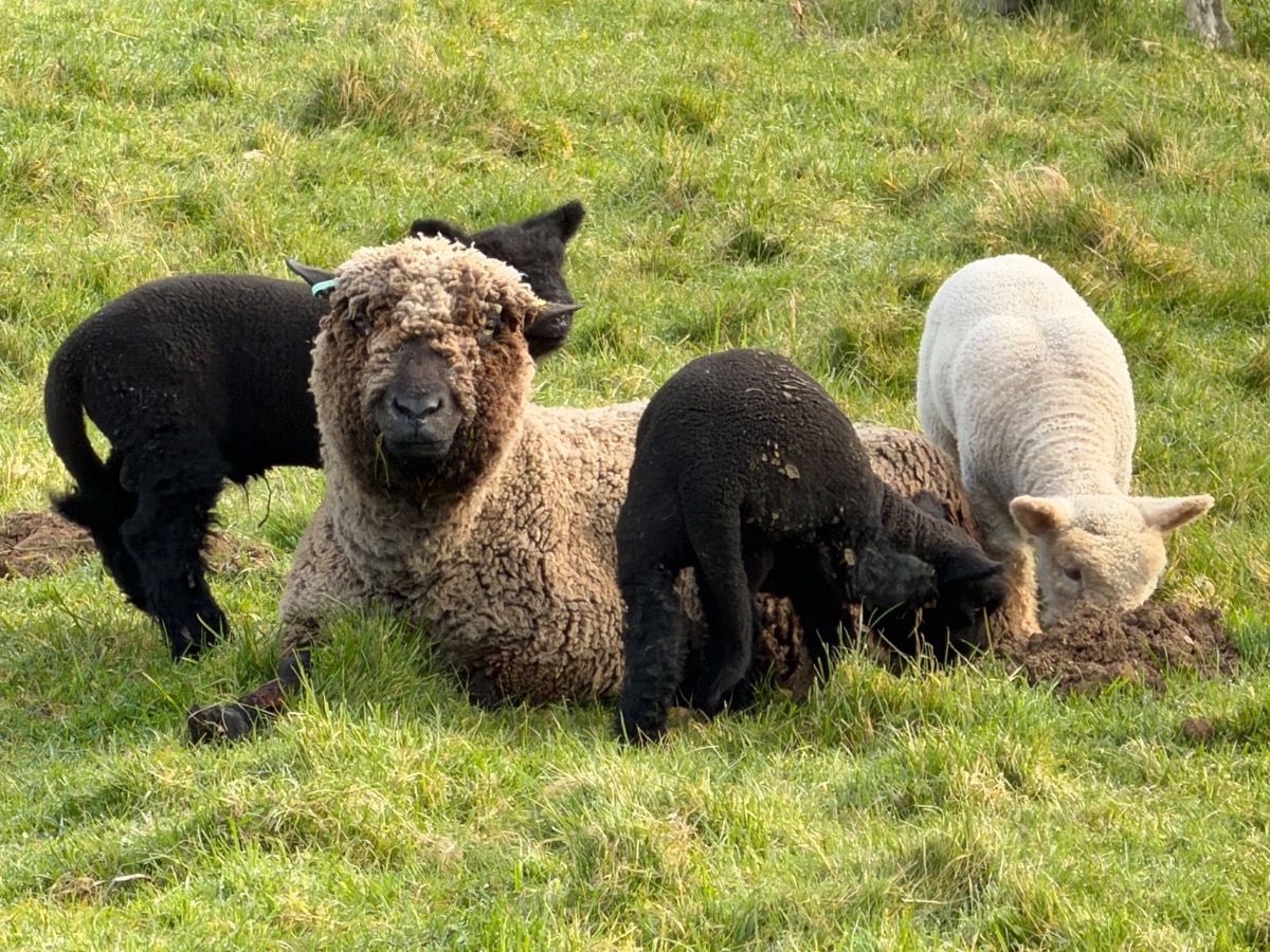 A brown ewe lying in the grass with three young lambs
